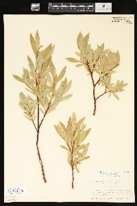 Salix lucida image