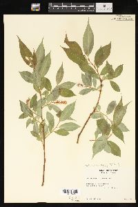 Salix lucida image