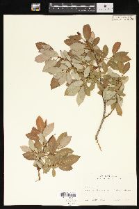 Salix lutea image