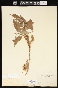 Salix lutea image