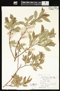 Salix lutea image