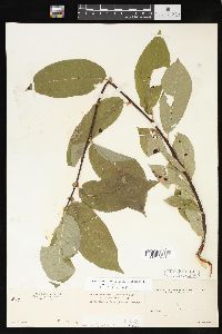 Salix lutea image