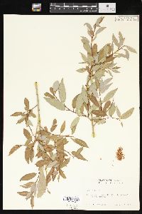 Salix lutea image