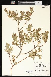 Salix lutea image