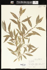 Salix lutea image