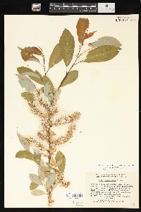 Salix lutea image