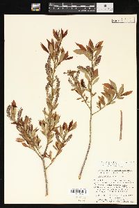 Salix lutea image