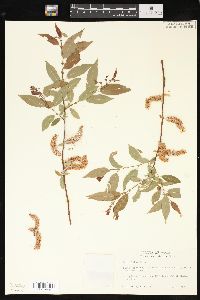 Salix lutea image