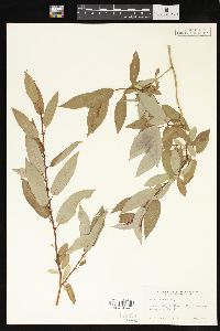 Salix lutea image