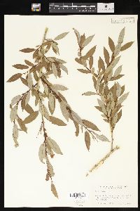 Salix lutea image