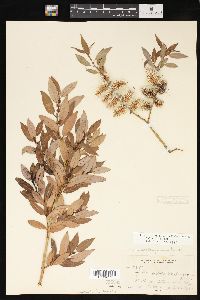 Salix lutea image