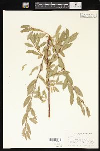 Salix lutea image