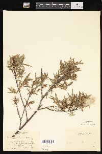 Salix melanopsis image