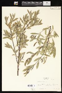 Salix melanopsis image