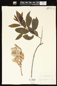 Salix monticola image