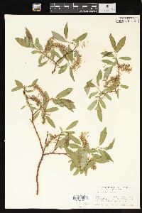 Salix monticola image