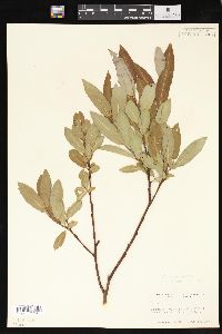 Salix monticola image