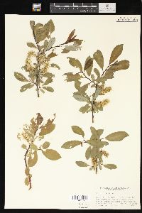 Salix monticola image