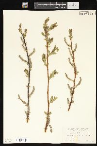 Salix monticola image