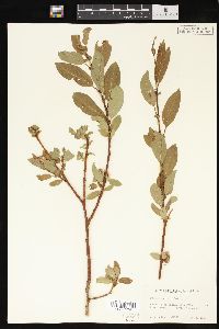 Salix monticola image