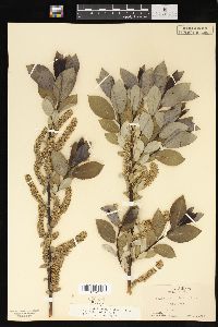 Salix myricoides image