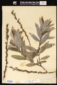 Salix myricoides image