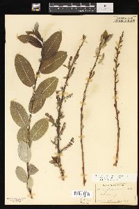 Salix myricoides image