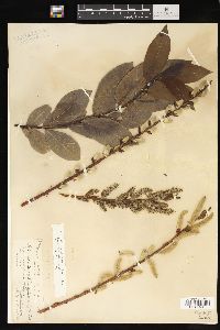 Salix myricoides image