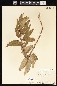 Salix myricoides image