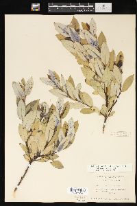 Salix myricoides image