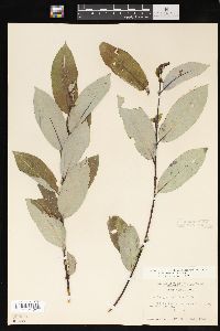 Salix myricoides image