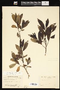 Salix myricoides image