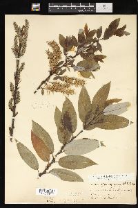 Salix myricoides image