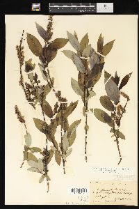 Salix myricoides image