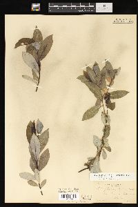 Salix myricoides image