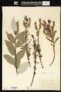 Salix myricoides image