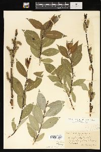 Salix myricoides image