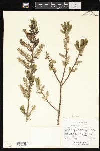 Salix myricoides image