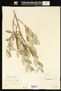 Salix myricoides image