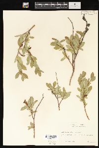Salix myrtillifolia image
