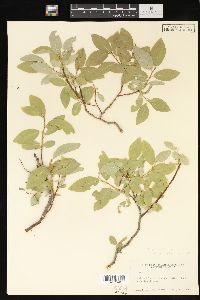 Salix myrtillifolia image