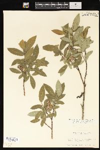 Salix myrtillifolia image