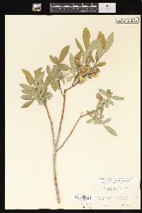 Salix myrtillifolia image