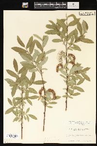 Salix myrtillifolia image