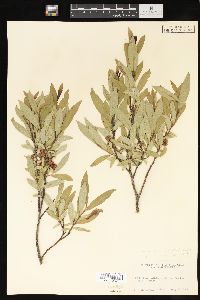 Salix myrtillifolia image