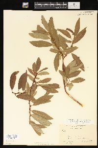 Salix myrtillifolia image