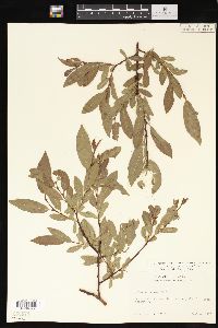 Salix myrtillifolia image