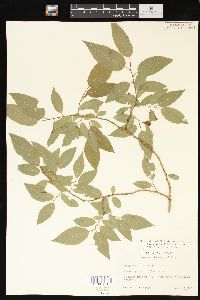 Salix myrtillifolia image