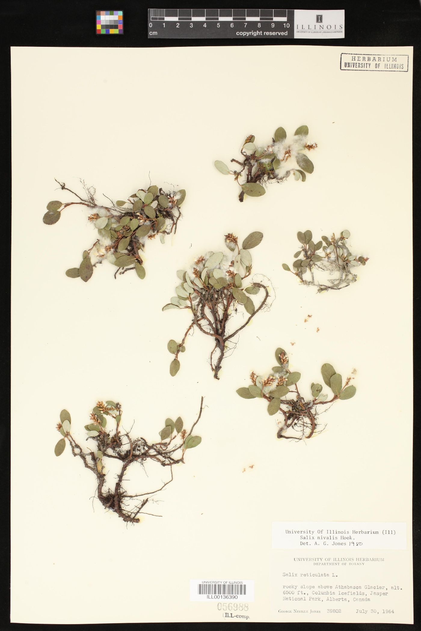 Salix nivalis image