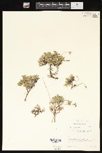 Salix nivalis image